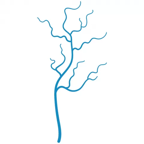 Cirurgia Vascular